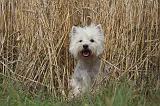 WESTIE 352